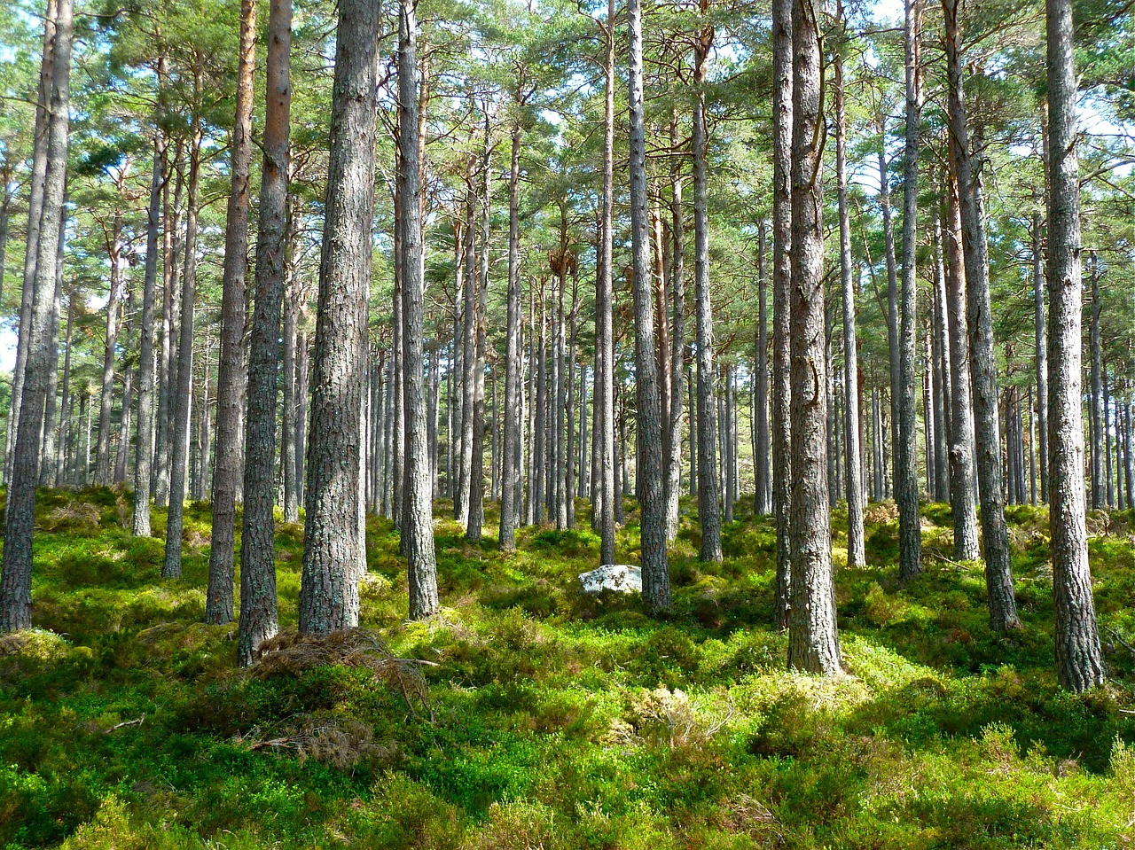 a sunny woodland or forest that appears sustainably managed